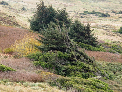 [Trees on a hillside seem to only have branches on the land side and none on the ocean side.]